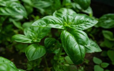 Health benefits of basil