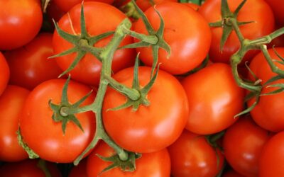 Everything you need to know about tomatoes