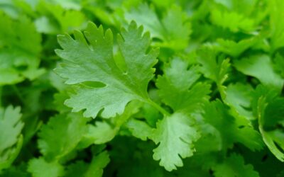 Why is parsley so healthy?