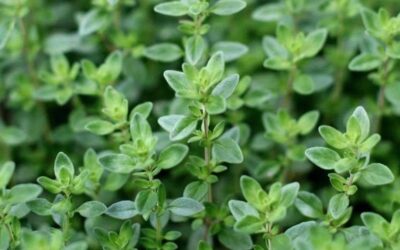 What are the benefits of thyme?