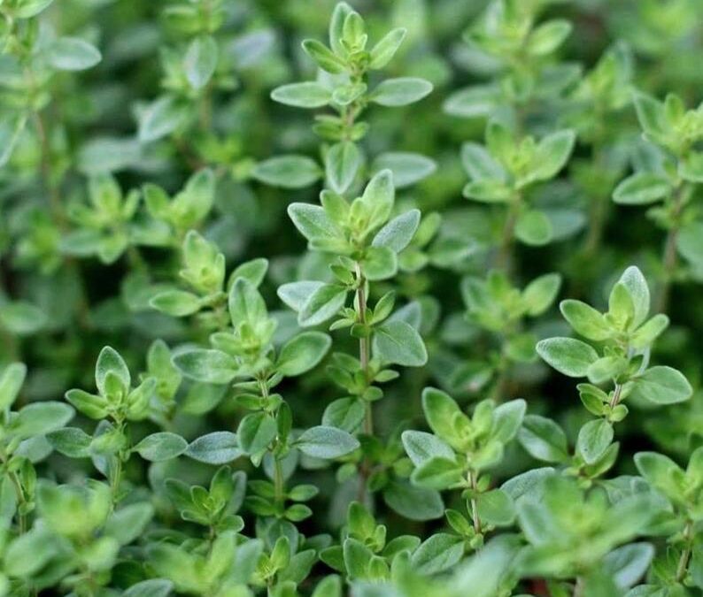 What are the benefits of thyme?